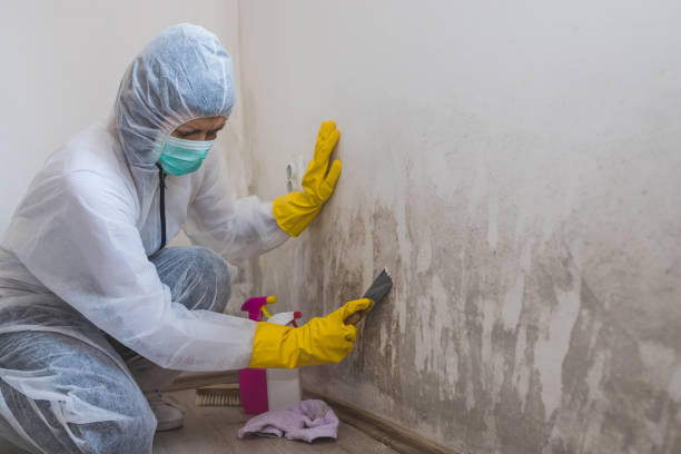 Environmental Consulting for Mold Prevention