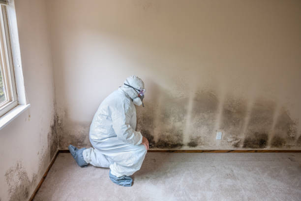 Best Basement Mold Removal  in Manvel, TX